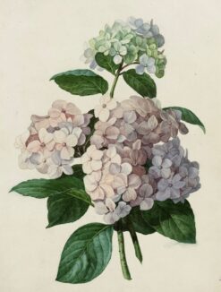 NUEVO!!! WORKSHOP HORTENSIAS (Viernes 10/04)